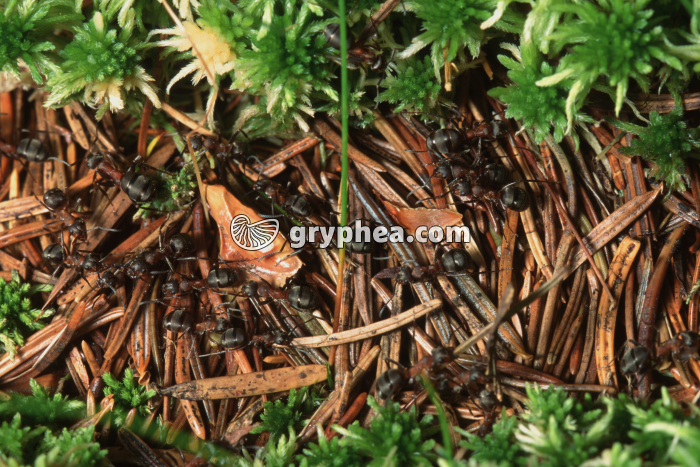 Piste de fourmis rousses (Formica rufa) - gryphea.com